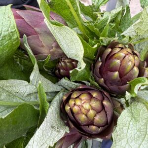 Carciofo Violetto Siciliano