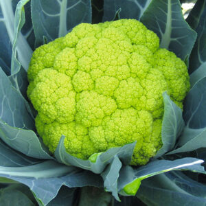 Broccolo Verde Siciliano – Fresco, dolce e ricco di sapore